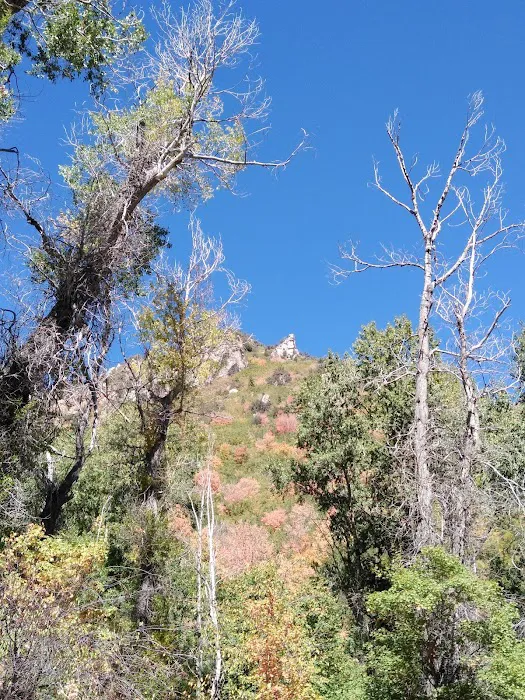 Bear Canyon Campground Picture 10