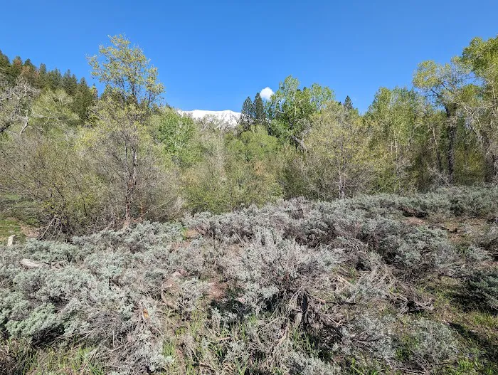 Ponderosa Campground Picture 5