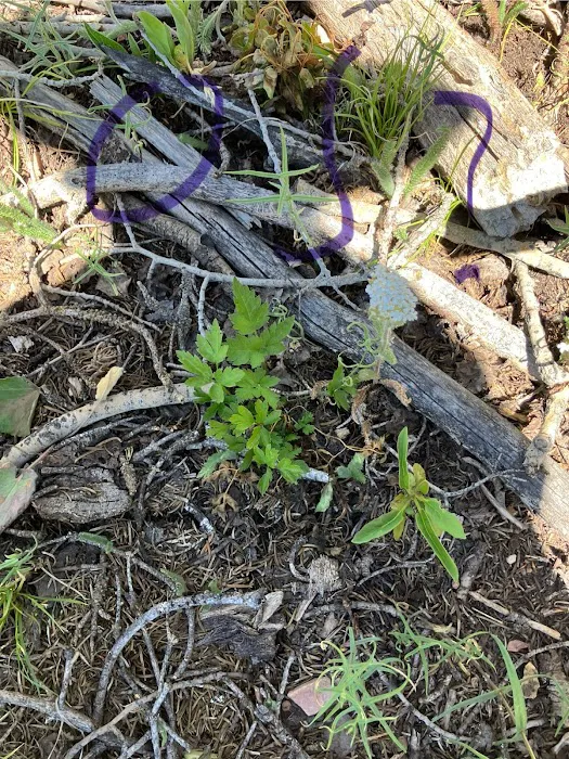 Soldier Creek Campground Picture 8