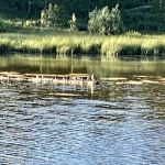 Little Lyman Lake Campground