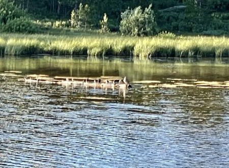 Little Lyman Lake Campground