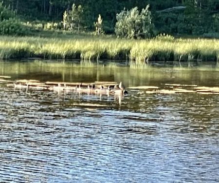Little Lyman Lake Campground