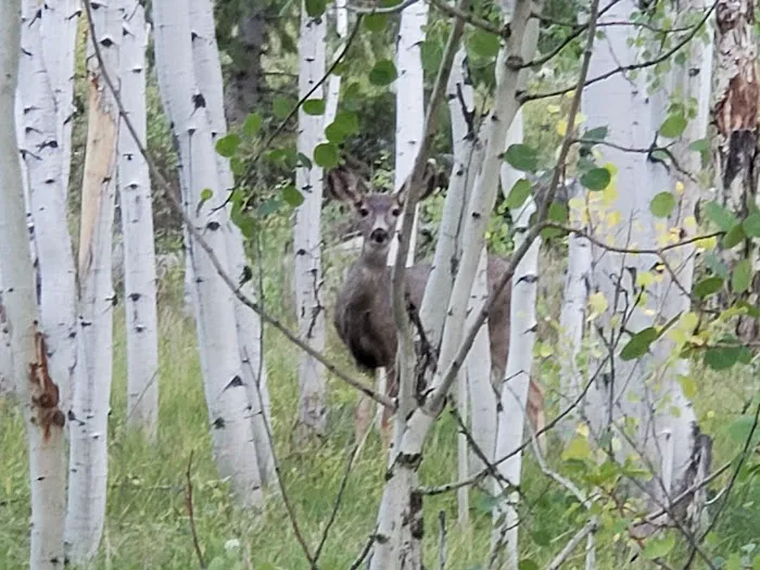 Aspen Grove Campground Picture 10