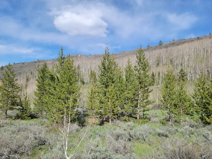 Aspen Grove Campground Loop B Picture 4
