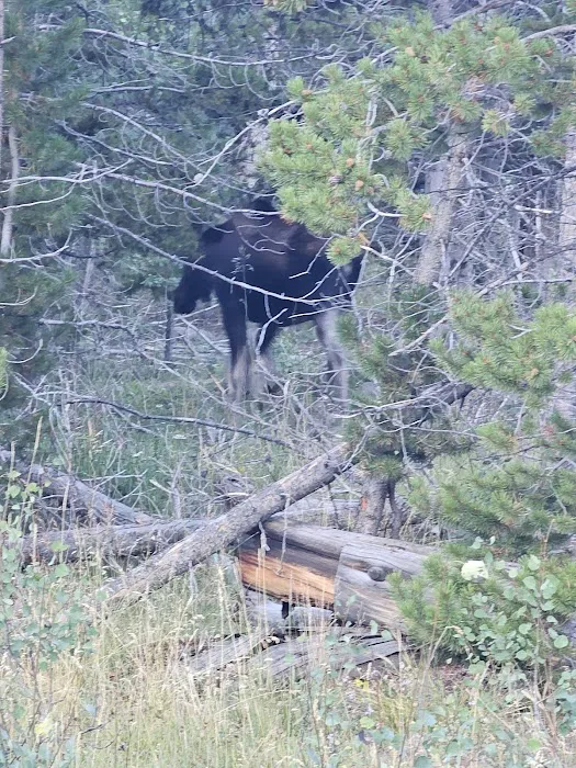 Bridger Lake Campground Picture 2