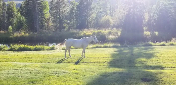 Yellowstone Campground Picture 8