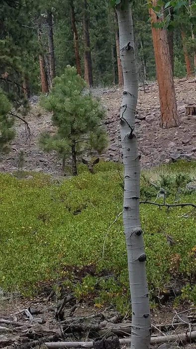 Riverview Campground Picture 2