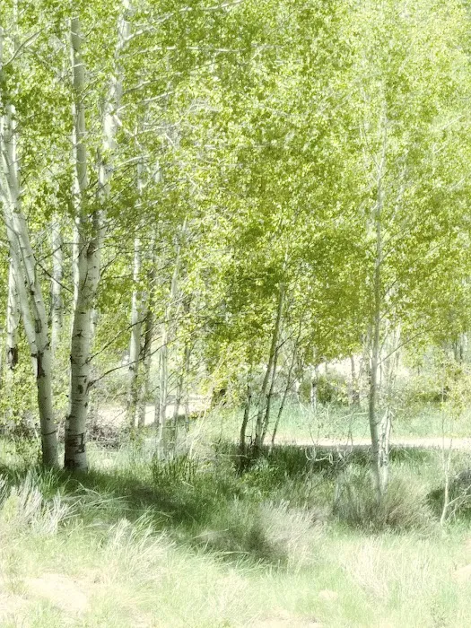 Fish Creek Campground Picture 4