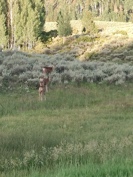 Lake Canyon Recreation Area Campground Picture 4