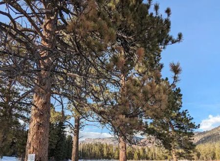 Pole Creek Lake Campground