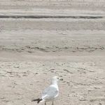 North Beach Campground