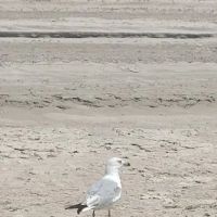 North Beach Campground ico