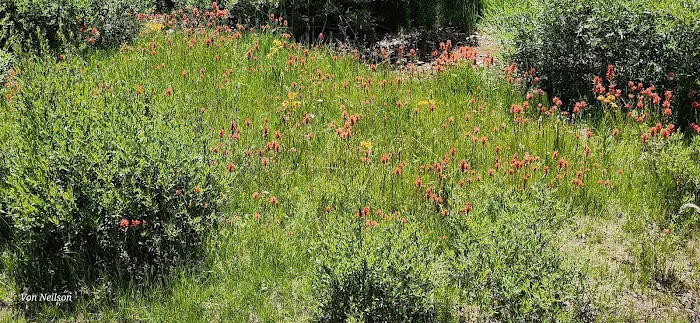 Potters Pond Camp Ground Picture 9