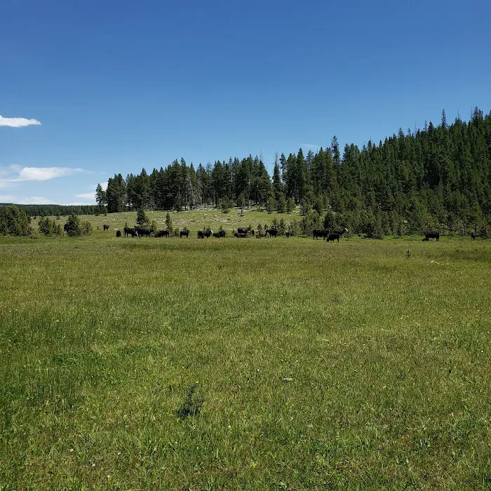 North Fork Camping Area Picture 1