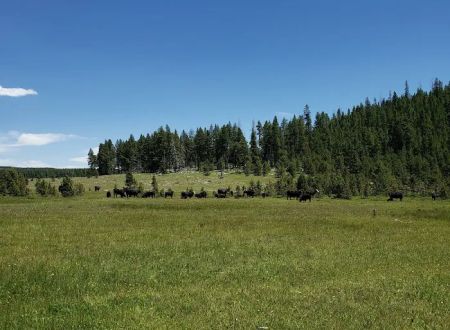 North Fork Camping Area