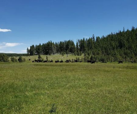 North Fork Camping Area