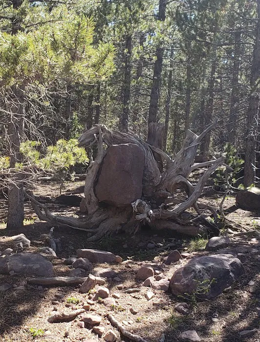 North Fork Camping Area Picture 8