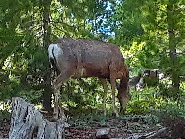 North Fork Camping Area Picture 10