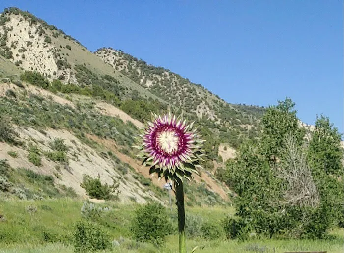 Willows Campground Picture 4