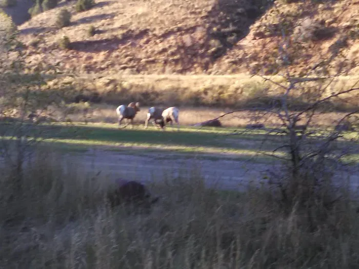 Willows Campground Picture 9