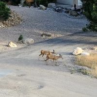 Arapeen Palisade Campground ico