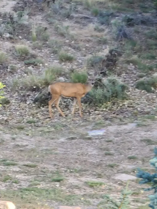Arapeen Palisade Campground Picture 9