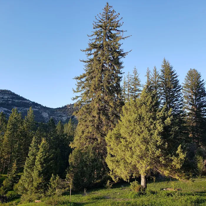 Manti Community Campground Picture 5