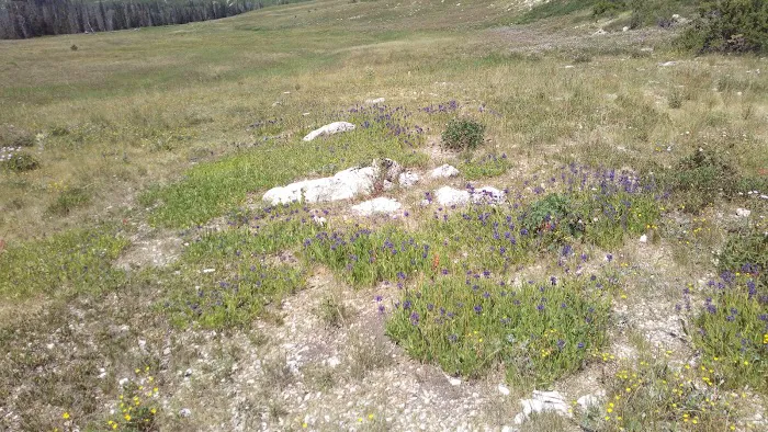 Ferron Reservoir Campground Picture 8