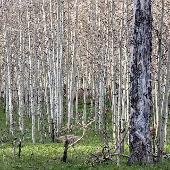 Indian Creek Campground Picture 4