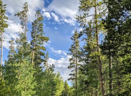 Lodgepole Campground
