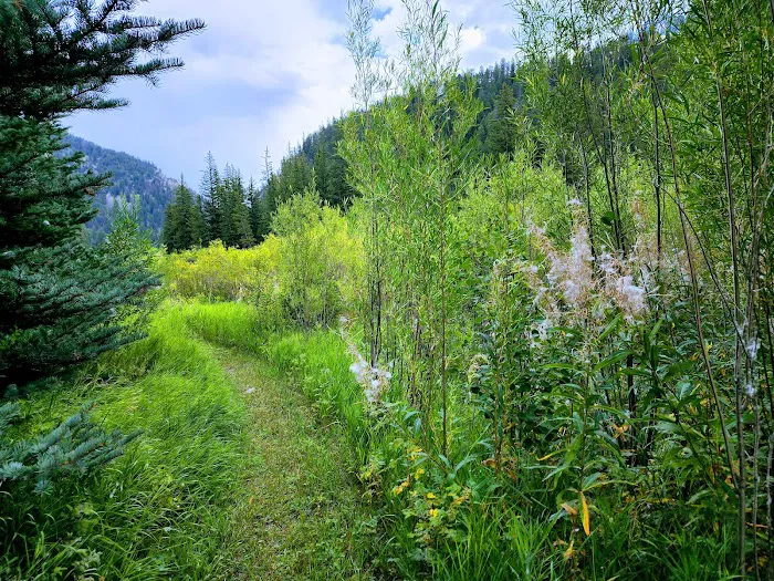 Lodgepole Campground Picture 6