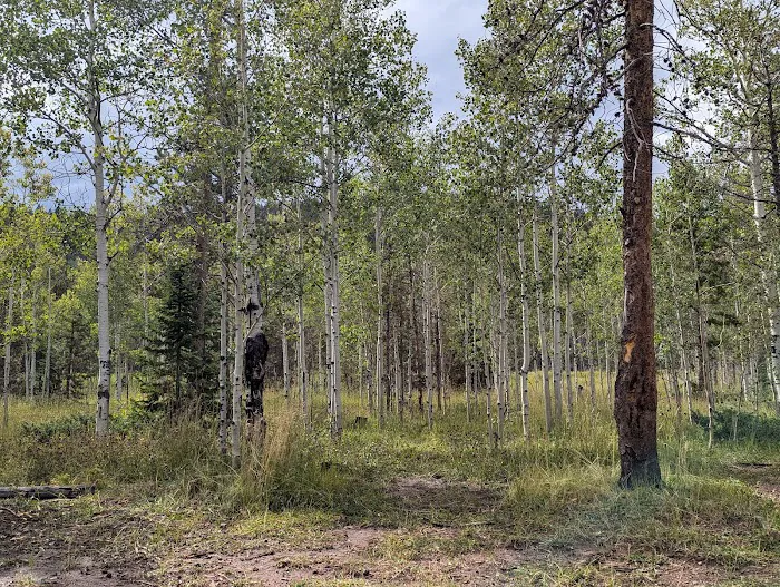 Lodgepole Campground Picture 8
