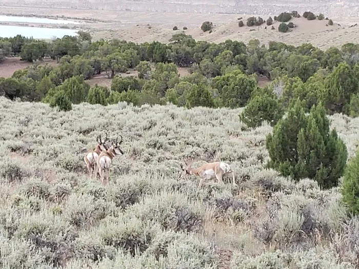 Antelope Flat Campground Picture 10