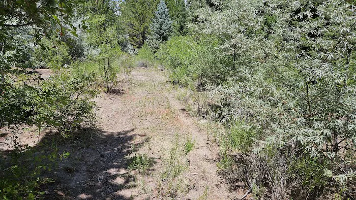 Dancing Pines South Side Picture 5