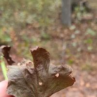 Buttonwood Hill Campsite ico