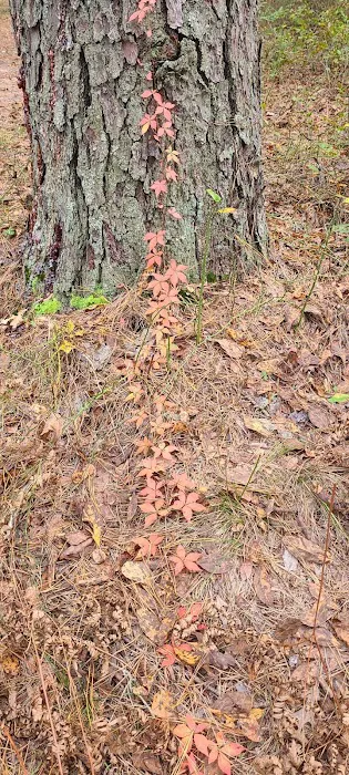Buttonwood Hill Campsite Picture 9