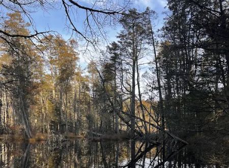 South Campground at Bass River State Forest