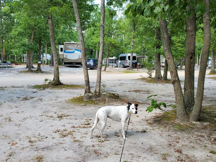 Atlantic Shore Pines Campground- Jersey Shore Camping at its finest! Picture 5