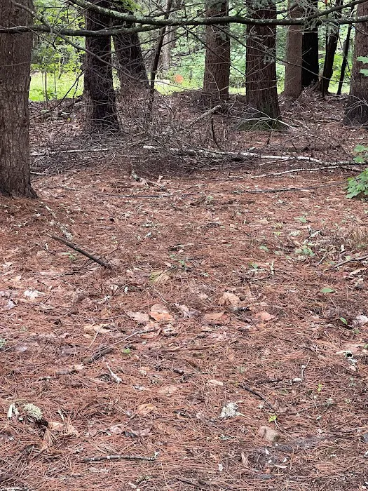 Ferndale Acres Campground Picture 9