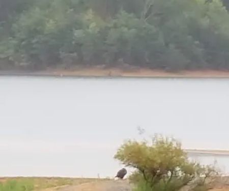 Lake view