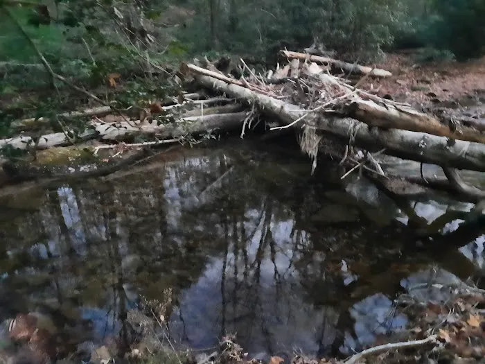 Shinny Creek Backcountry Campground Picture 7