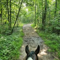Ionia Equestrian-Rustic ico