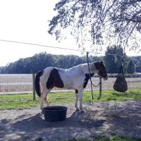 Frances Slocum Trailriders ico