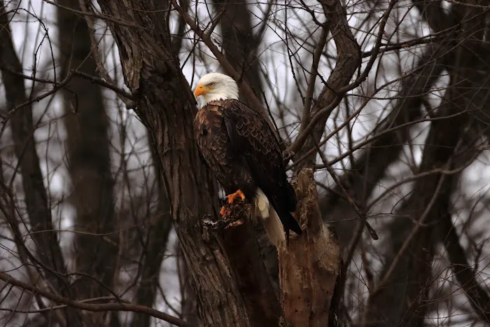 Mississinewa Reservoir Picture 8