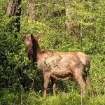 Stoney Campground