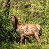Stoney Campground ico