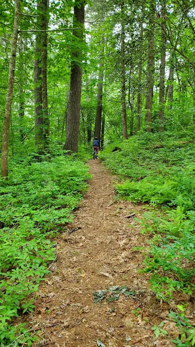 Van Hook Glade Campground Picture 8