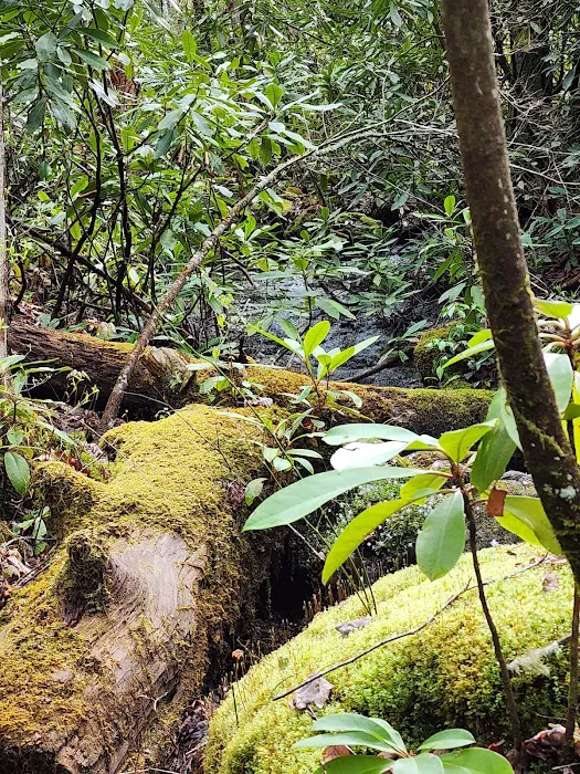 Van Hook Glade Campground Picture 10