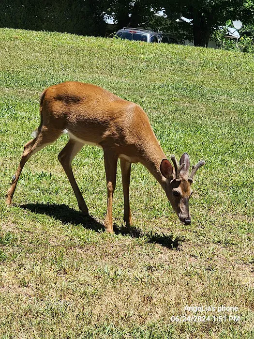 Great Smoky Mountain Camp and RV Park Picture 9