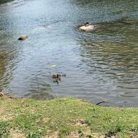 Cherokee Campground & Craig's Cabins ico